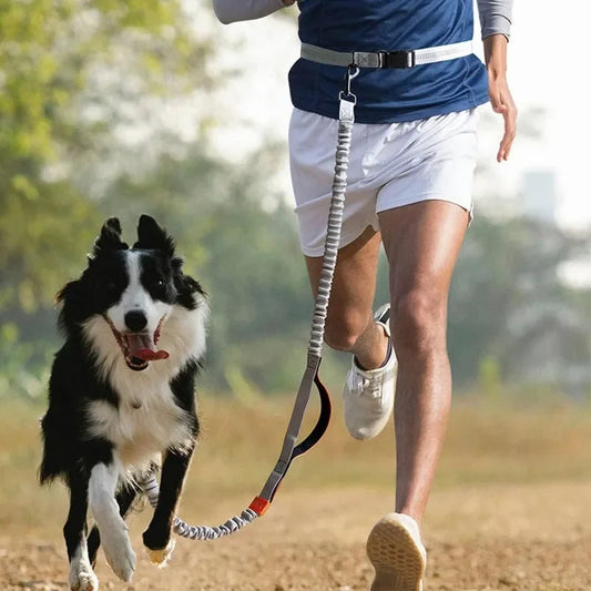 Retractable Hands Free Dog Leash